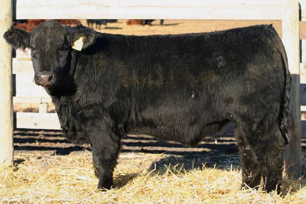 Black Simmentals - Lazy S Ranch