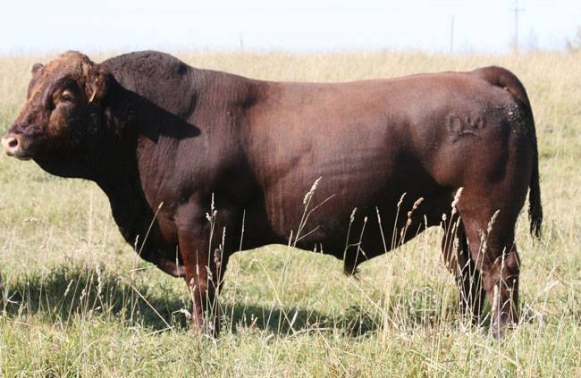 Red Simmentals - Lazy S Ranch